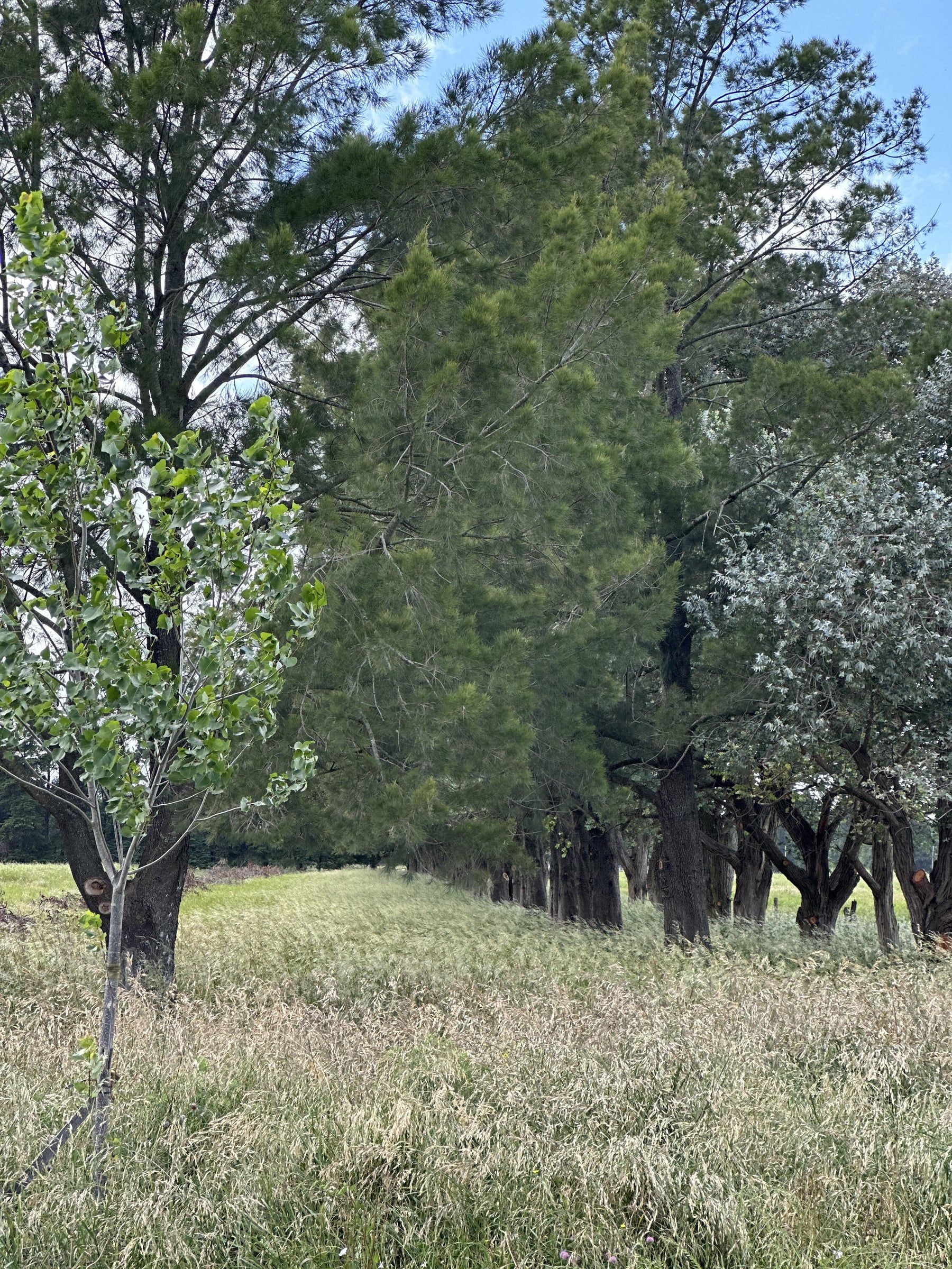 Arboleda de pinos sobre campo natural en el barrio La Cañada, City Bell