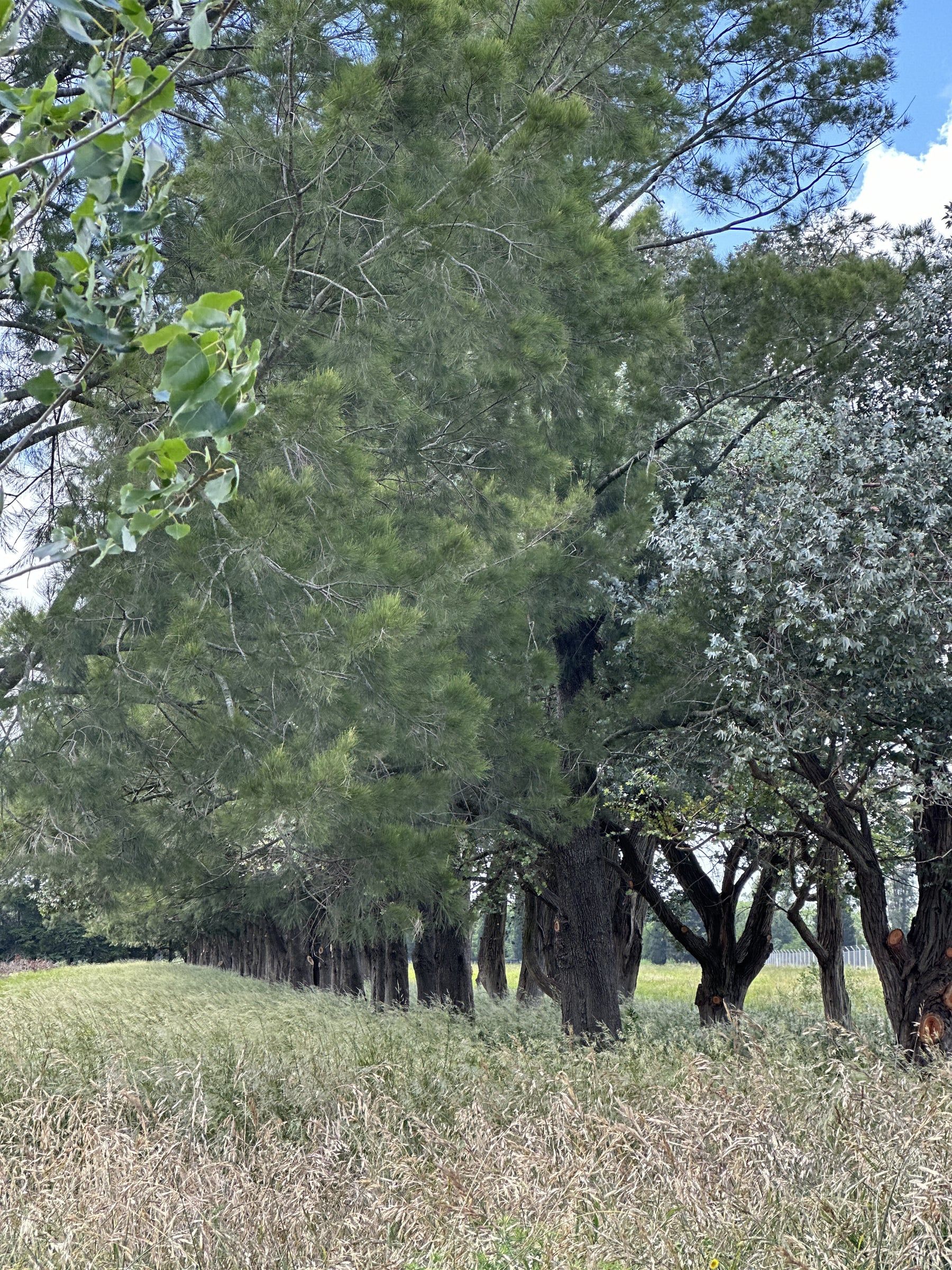 Arboleda de pinos y álamos sobre campo natural en La Cañada, City Bell
