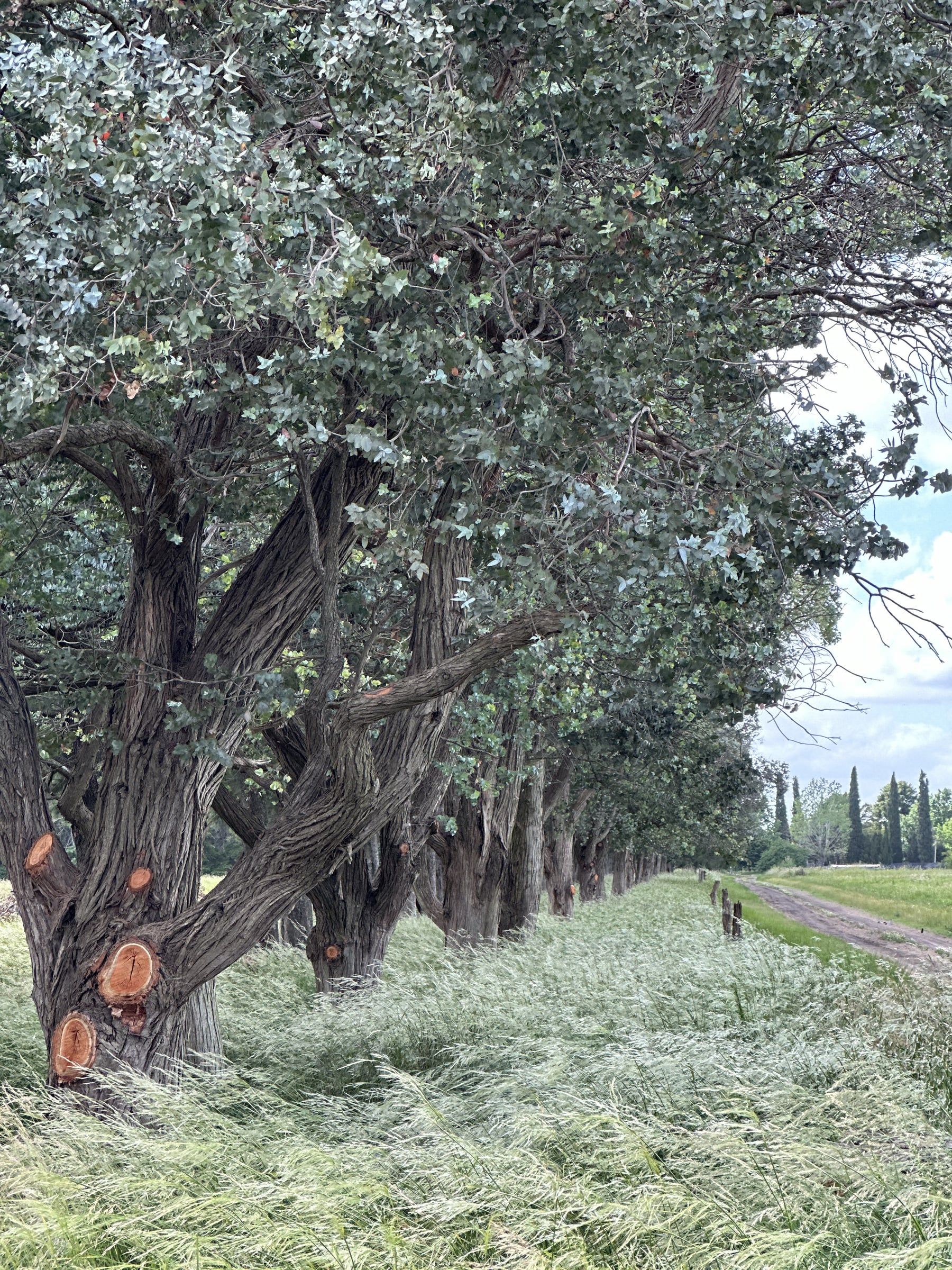 Árboles grandes con troncos retorcidos sobre pastizal natural