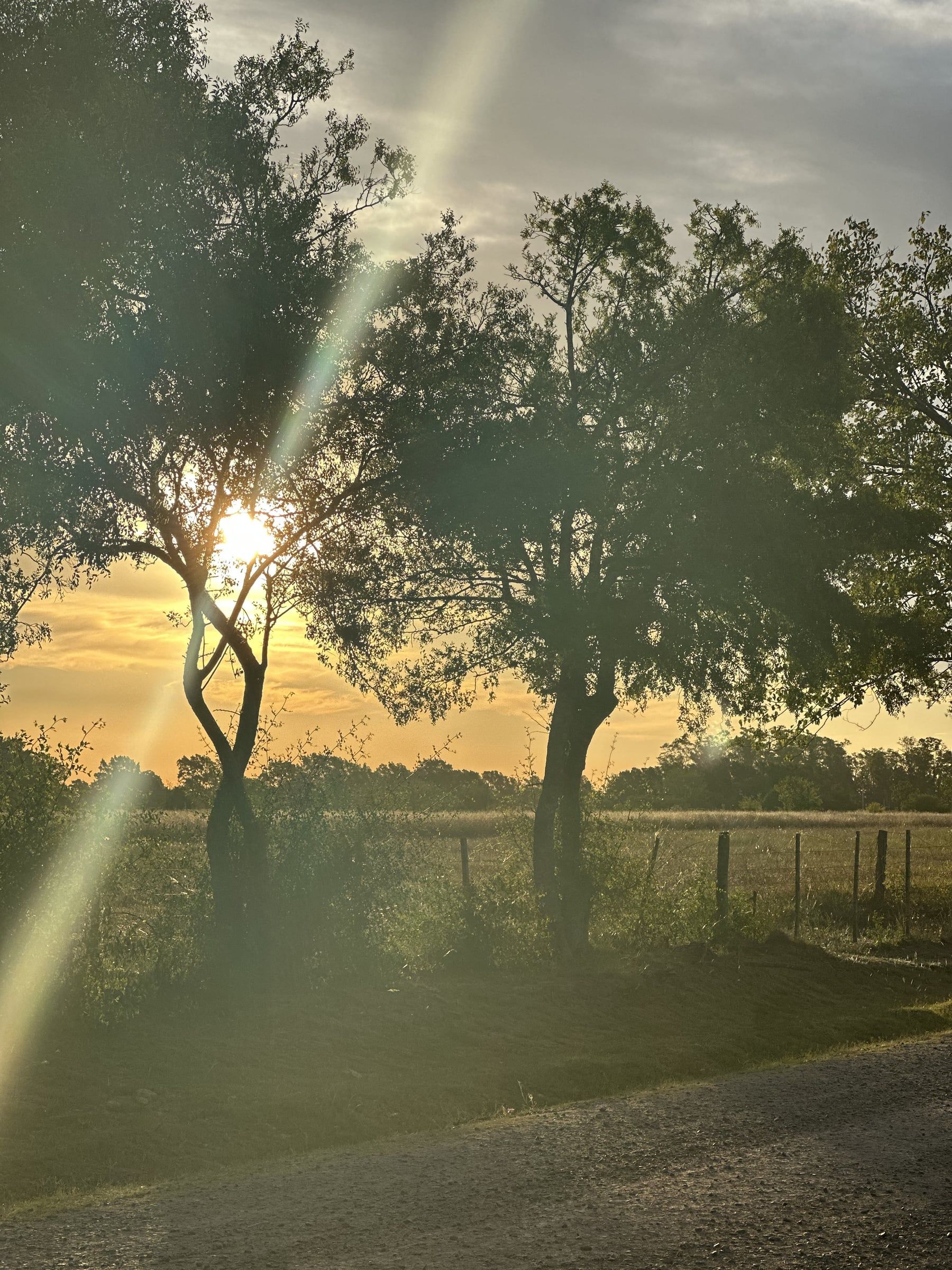 Atardecer entre árboles en el barrio La Cañada, City Bell