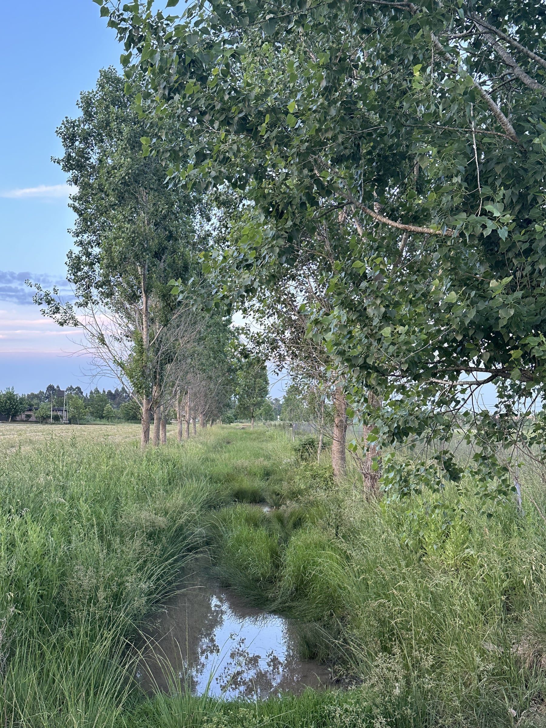Arroyo con vegetación nativa dentro del barrio La Cañada